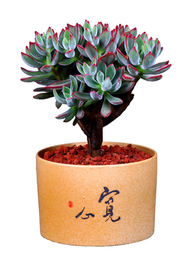 杜鹃花四季常青绿植花卉室盆栽植