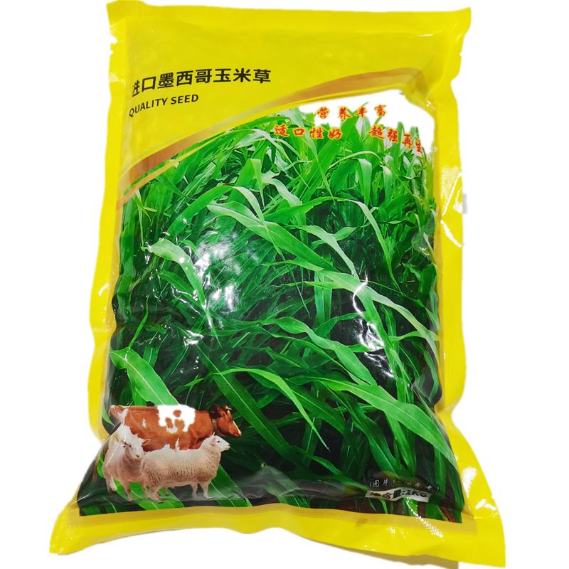 墨西哥玉米草种子四季播种牧草种子再生多年生畜牧养殖草种籽高产