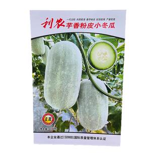 和利农芋香粉皮小冬瓜种子 口感好肉质柔滑味香 抗病性强小冬瓜种