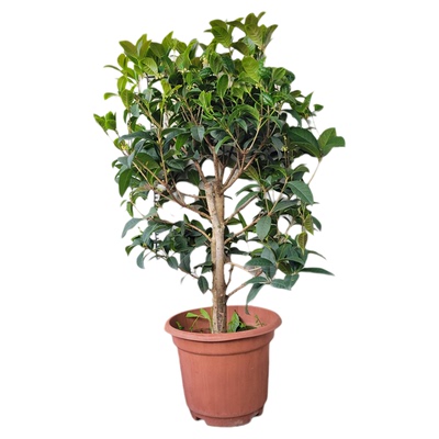 正宗结子桂花开花结子树苗