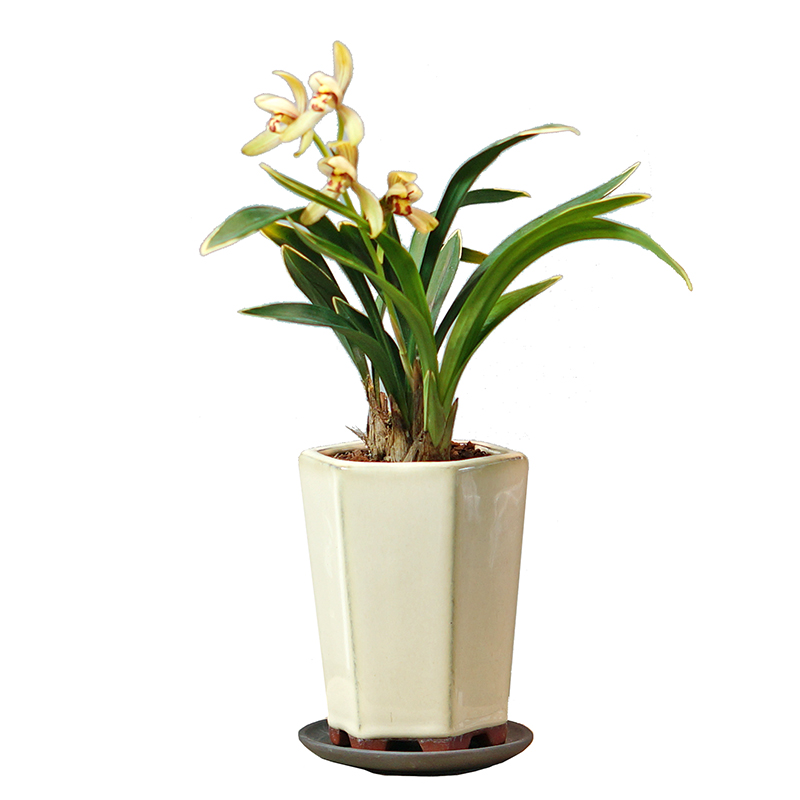 禅月达摩国兰建兰桌面兰花盆栽植物办公室书房高档礼品绿植花卉
