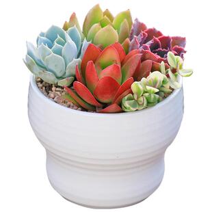 多肉植物组合盆栽新款肉肉绿植含盆土套餐室内花卉办公室净化空气