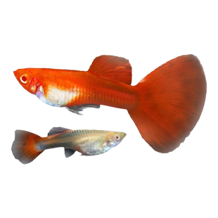 孔雀热带观赏鱼苗淡水冷水小型小鱼好养耐活耐养金鱼凤尾斑马活鱼