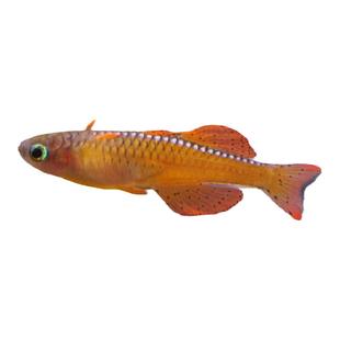 霓虹燕子鱼橘翅珍珠燕子高档鱼观赏鱼橘红燕子群游活体热带鱼包邮