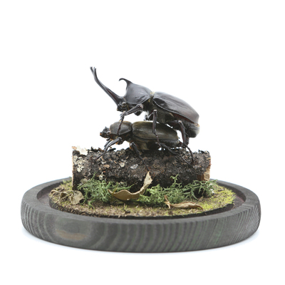 甲虫标本家居玻璃罩相框摆件