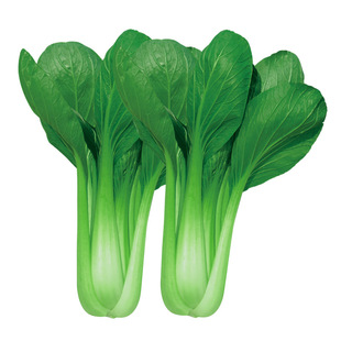 青帮油菜种子高梗小青菜种籽四季播种蔬菜种孑阳台庭院易种菜籽种