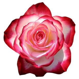 摩纳哥公爵月季花苗开花玫瑰花室内阳台盆栽四季好养花卉绿植树苗