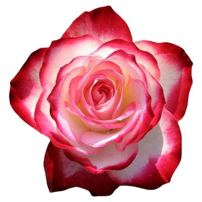 摩纳哥公爵月季花苗大花玫瑰盆栽