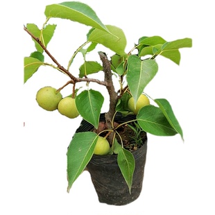 翠冠梨树果苗盆栽地栽黄花梨树苗南方北方种植庭院水果树当年结果