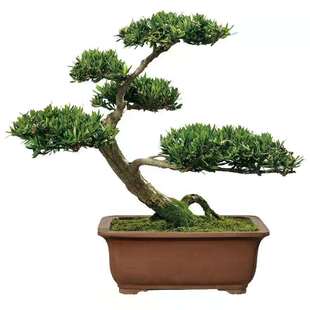 罗汉松大树庭院小苗大型盆栽盆景造型树日本台湾雀舌米叶小叶树苗