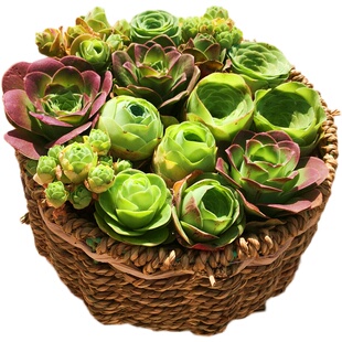 山地玫瑰套餐 多肉植物 帕尔马粉耶罗水蜜桃红玫瑰情书鸡蛋陌上花