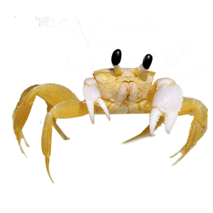 可爱宠物蟹大眼睛宠物蟹温顺乖巧不夹人懒人桌宠易养干净