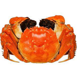 活蟹苏州特产大闸蟹特大鲜活公母蟹海鲜水产中秋礼盒螃蟹清水湖蟹