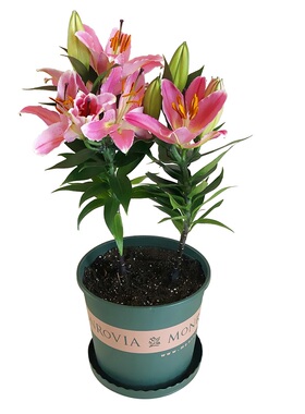 好看好养的香水百合花大球多种子