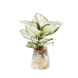 白象锄肋草盆栽白公主如意万年青室内办公桌面观叶植物小清新水培