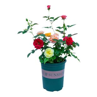 多色玫瑰花盆栽室内阳台室外绿植开花植物四季花卉月季带花苞花苗