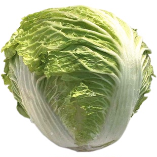 河南霜打大白菜新鲜蔬菜冬季黄心白菜农家露天霜冻大白菜火锅青菜