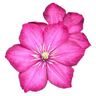 虹越铁线莲大苗乌托邦倒影约瑟芬小美人鱼爬藤植物攀援花卉盆栽