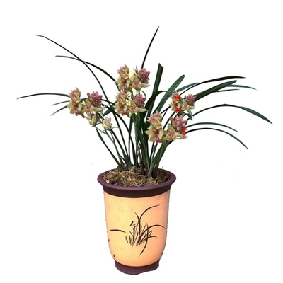 花大浓香色艳老种富山奇蝶四季兰