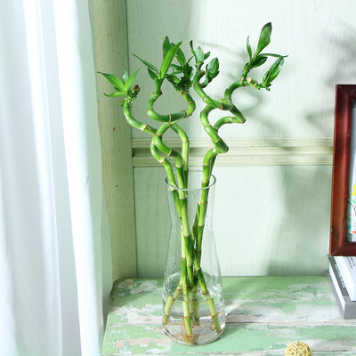 厂转运竹富贵竹植物水培招财竹子绿植花卉室内花客厅办公桌水养销