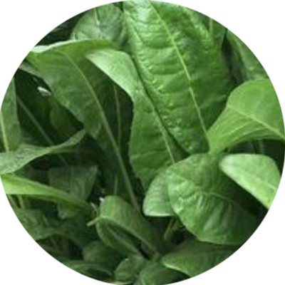 风畔多年生菊苣草种籽高蛋白牧草