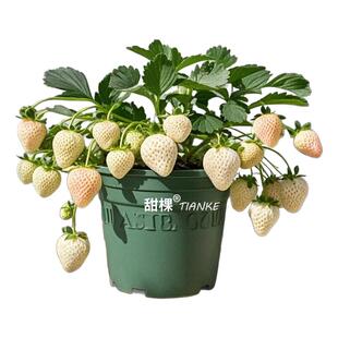 白草莓苗秧盆栽秋冬季四季结果奶油原土原盆带果淡雪新苗种特大号