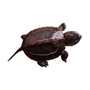 中华草龟苗认主人迷你观赏小乌龟活物适合家养的水生儿童呆萌