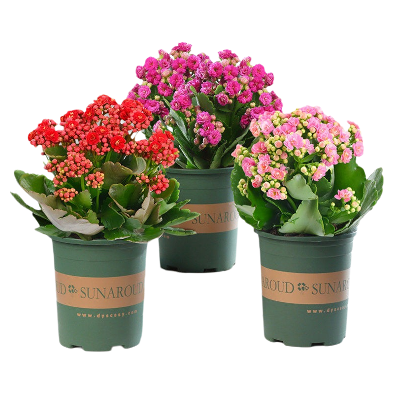 【四季开花】新品重瓣大花长寿花盆栽花卉植物室内绿植带花苞发货