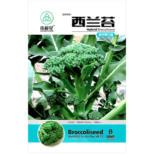 西兰苔种子蔬菜种孑西洋芥兰小西兰花芦笋西兰苔种籽介兰芥蓝菜籽