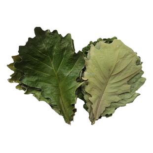 新鲜菠萝叶粽叶 现采槲叶 天然晾晒菠萝叶干柞树叶包粽子两件包邮