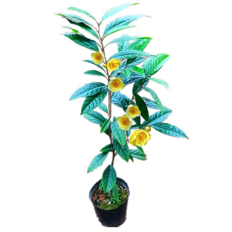 东方魔茶花叶可饮用植物界大熊猫