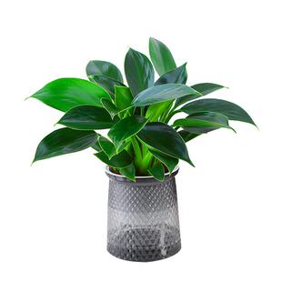 巴西木水养幸运木开花格鲁特小树人水培植物室内办公桌花绿植盆栽