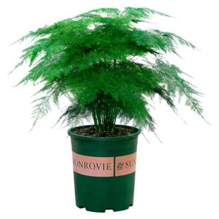 文竹盆栽室内阳台客厅办公室桌面摆件植物盆景大号老桩苗绿植花卉