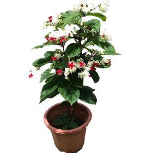 阳台盆栽花卉白花龙吐珠庭院藤本绿植龙吐珠花苗四季开花攀爬植物