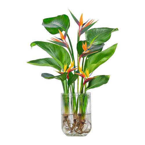 天堂鸟无土纯水培植物室内好养绿植水培水养易活桌面绿植水养植物