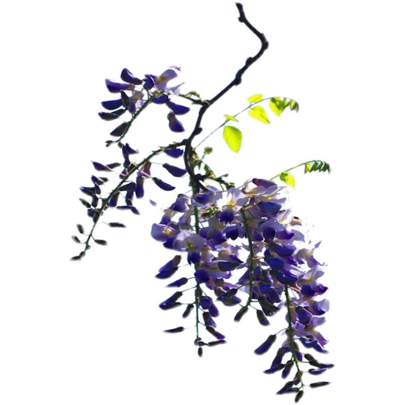紫藤花树苗室外庭院花园别墅耐寒爬藤植物多花紫藤苗盆栽藤本花卉
