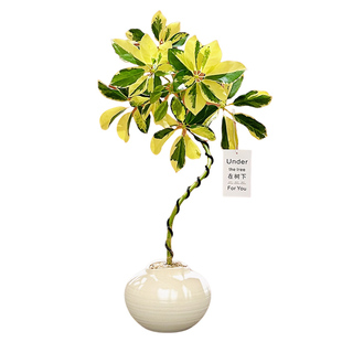 造型鸭脚木盆栽室内绿植客厅办公室高级感北欧风耐旱四季好养植物