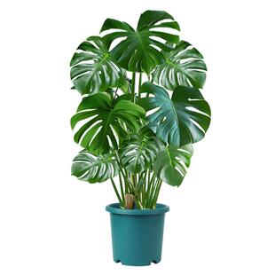 龟背竹客厅大盆栽绿植老桩植物办公室大型室内盆景净化空气吸甲醛