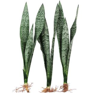 银脉虎皮兰盆栽花卉植物室内绿植矮脚虎耳水培长脚金边虎尾荷花兰