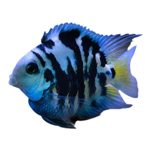 迷你鹦鹉鱼活体短鲷科鱼淡水观赏鱼宝蓝鹦鹉白化鹦鹉金波子蓝波子