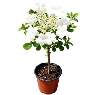 琼花树苗庭院花园风景树耐寒耐热荚蒾木绣球聚八仙珍贵扬州琼花苗