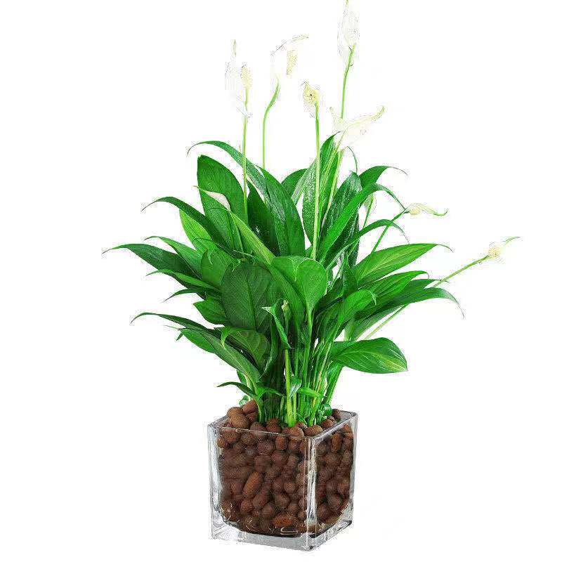 令箭荷花苗带根东北小粉重瓣仙人剑昙花绿植物室内外盆栽进口花卉