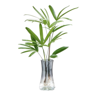 水培植物棕竹盆栽招财竹室内观音竹常绿观叶耐阴好养办公室富贵竹