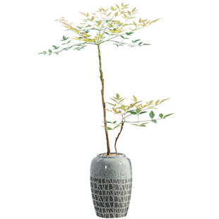 火焰南天竹盆栽室内绿植花卉马醉木水培植物带根好养老桩树苗盆景