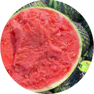 无籽西瓜种子美都冰糖麒麟西瓜种籽四季盆栽苗秧早佳8424西瓜种孑