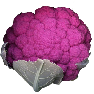 进口有机三色菜花种子紫菜花黄花菜花椰菜西兰花蔬菜种籽四季阳台