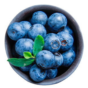 天狼蓝莓耐寒耐热丰产可食用盆栽果苗庭院露台H5法新云雀绿宝石