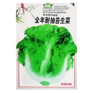 耐抽苔生菜种子耐热寒阳台盆栽庭院农家作物春夏秋四季播蔬菜种籽