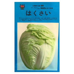 夏阳早白菜种子耐热高产黄心芯大白菜种籽夏秋蔬菜四季抗病包邮