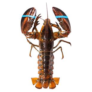 波士顿龙虾鲜活大波龙红龙虾活物小青龙虾澳蓝龙顺丰包邮海鲜水产